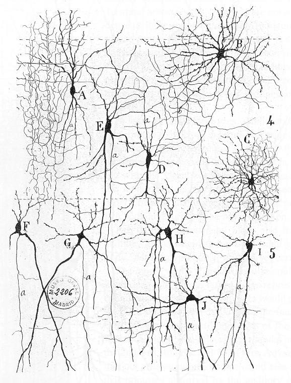 natural_neural_network